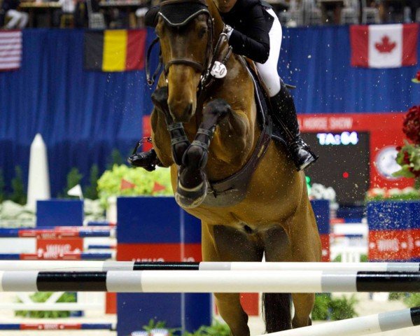 jumper Samson II (Swedish Warmblood, 2004, from VDL Cardento 933)