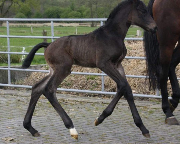 foal by Hengst von Du Monde / Erdinger (Oldenburg, 2024, from Du Monde)