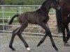 foal by Hengst von Du Monde / Erdinger (Oldenburg, 2024, from Du Monde)