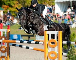 Springpferd Zojasper Imperio Egipcio (KWPN (Niederländisches Warmblut), 2004, von Concorde)