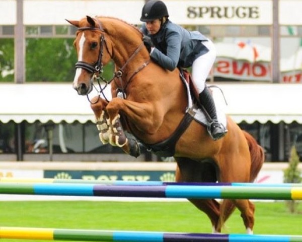 jumper Tristan (KWPN (Royal Dutch Sporthorse), 2000, from Lancelot)