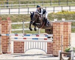 jumper Time Square Eda Z (Zangersheide riding horse, 2017, from Tip Top de la Ronelle)