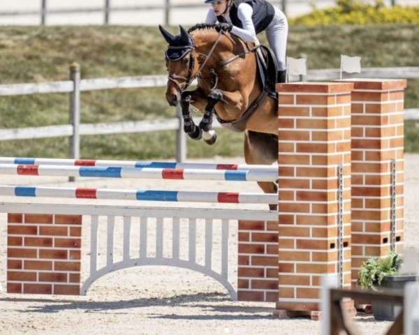 jumper Lawito PSZ (Oldenburg show jumper, 2016, from Cornet Colbert)