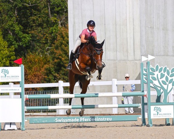 jumper Chili Lilly (KWPN (Royal Dutch Sporthorse), 2017, from Grandorado TN)