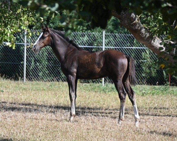 foal by Hengst von Connor / For Pleasure (Oldenburg show jumper, 2024, from Connor 48)