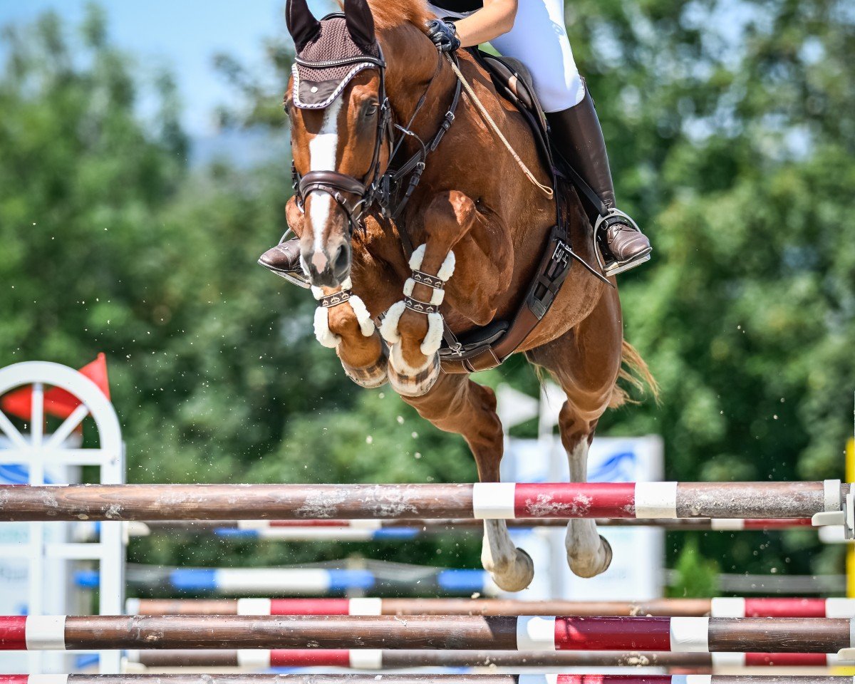 Springpferd Lozano CH (Schweizer Warmblut, 2010, von Looping T CH)