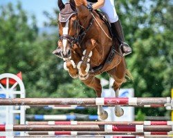 jumper Lozano CH (Swiss Warmblood, 2010, from Looping T CH)