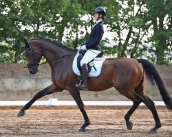 dressage horse Legolas H (Rhinelander, 2012, from Lord Luigi H)