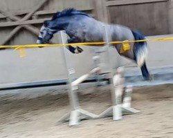 horse Clydagh Vincey (Connemara Pony, 2020, from Bawn Dusty)