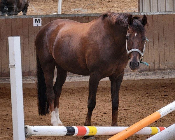 Dressurpferd Sweet chocolate 2 (Oldenburger, 2009, von Soliman)