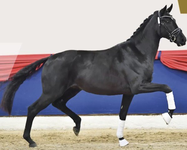 dressage horse Fiji Airways (Oldenburg, 2020, from Follow Him´s Schönweide)