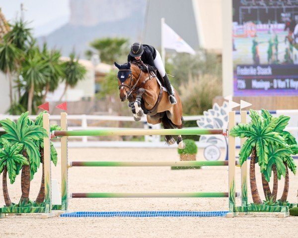 Springpferd Moningo - D van't Heyveld (Belgisches Warmblut, 2012, von Thunder van de Zuuthoeve)