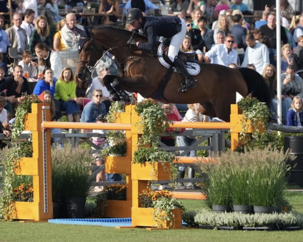 jumper Conan van Koningspolder Z (Zangersheide riding horse, 2015, from Corydon van T&L)