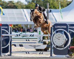 jumper Replay van 't Paradijs (Belgian Warmblood, 2017, from Bamako de Muze)