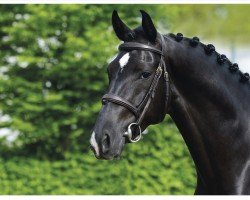 dressage horse Coman 9 (Oldenburger Springpferd, 2015, from CANTOLAR)