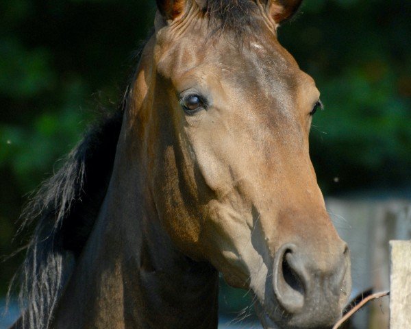 horse Waimarie L (Oldenburg, 2016, from Uphill)