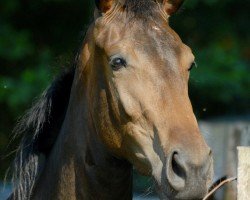 Pferd Waimarie L (Oldenburger, 2016, von Uphill)