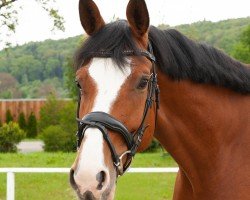 jumper Lumiere 25 (Hanoverian, 2017, from Light my Fire)