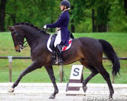 dressage horse Fighting Freddy (Hanoverian, 2006, from Fighting Fit)