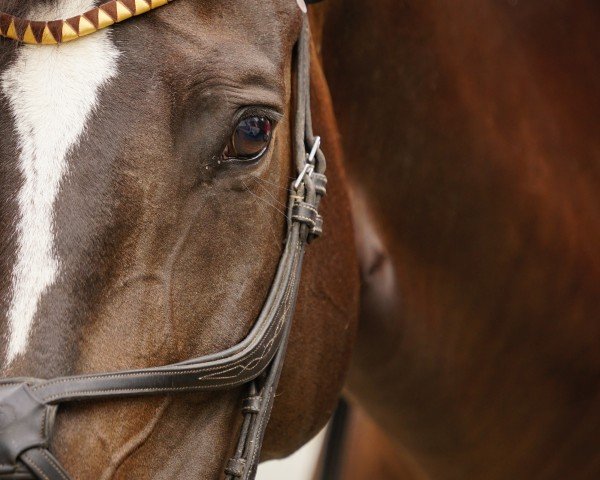 Springpferd Diamond Blue 11 (Deutsches Sportpferd, 2016, von Diarado)