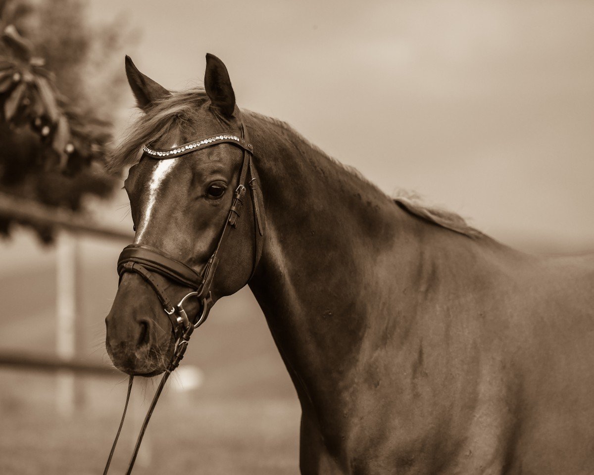 dressage horse Famoso Nymphenburg (Westphalian, 2013, from Franziskus FRH)