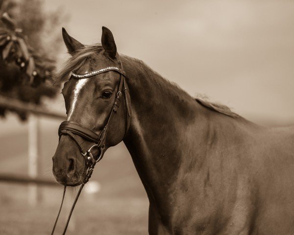 dressage horse Famoso Nymphenburg (Westphalian, 2013, from Franziskus FRH)