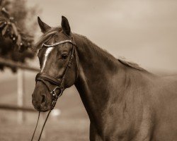 Dressurpferd Famoso Nymphenburg (Westfale, 2013, von Franziskus FRH)