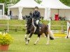 jumper Peter Pan MS (Little German Riding Horse, 2018)