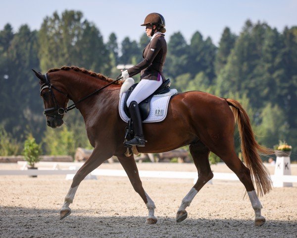 dressage horse Emoji 2 (German Warmblood, 2017, from Estobar NRW)