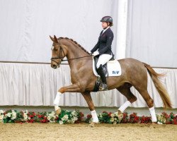 dressage horse Daimler (Westphalian, 2013, from Dankeschön)