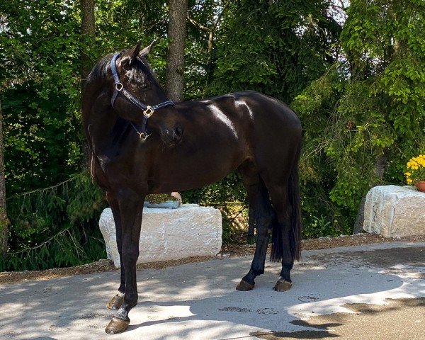 dressage horse Florence (Latvian Warmblood, 2019, from For Love 8)