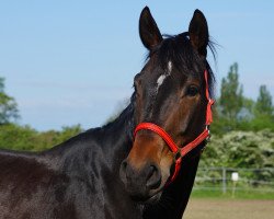 Pferd Ebony (Hannoveraner, 2005, von Espri)