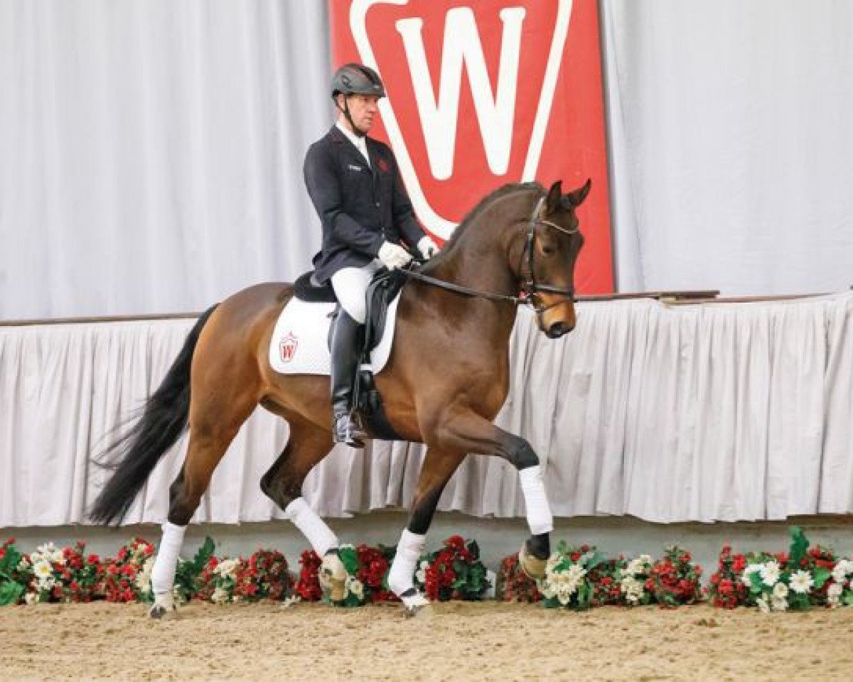 dressage horse Delegro (Westphalian, 2013, from Don Juan de Hus)