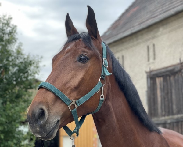 Springpferd Crossidello (Holsteiner, 2018, von Lacros)