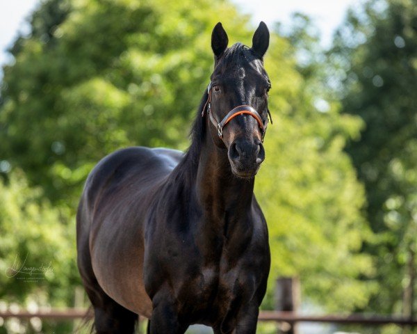 horse Keens De Mandy (Quarter Horse, 2001, from Keen Freckles)