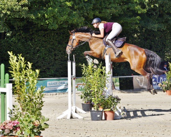 jumper Ilse N (Oldenburg show jumper, 2018, from I'm Special de Muze)