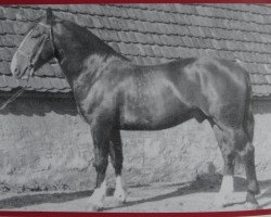 Deckhengst Grunau Mo 1098 (Schweres Warmblut, 1954, von Gruner 382)