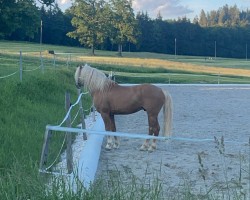 Deckhengst Actros (Haflinger,  , von Aragon)