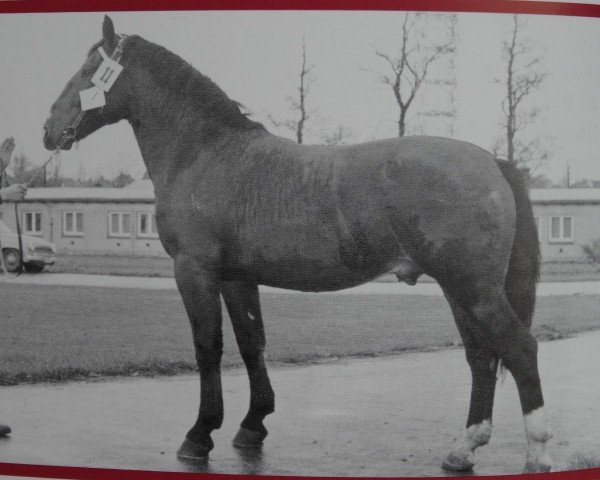 Deckhengst Gryllus Mo 1166 (Schweres Warmblut, 1959, von Grunau Mo 1098)