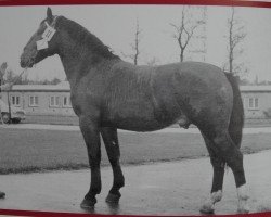 stallion Gryllus Mo 1166 (Heavy Warmblood, 1959, from Grunau Mo 1098)