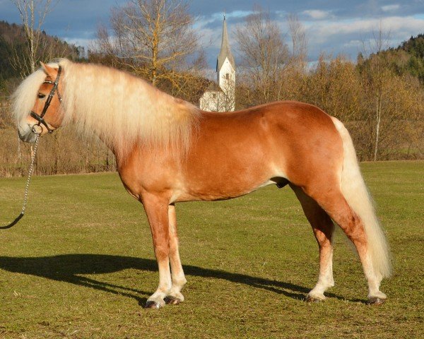 stallion Neugold 12 (Haflinger, 2012, from Newstyle)