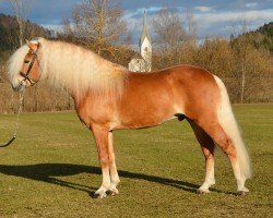 Deckhengst Neugold 12 (Haflinger, 2012, von Newstyle)