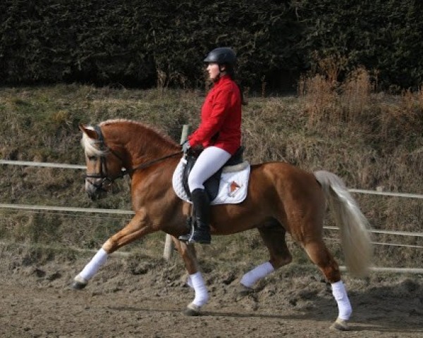 stallion Monti (Haflinger, 2015, from Maibube)