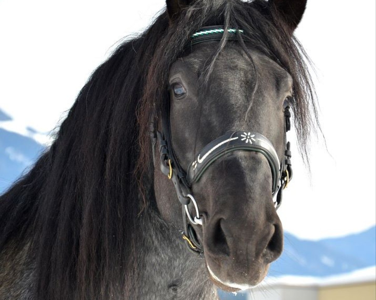 stallion Valentino Vulkan XVIII (Noric,  )