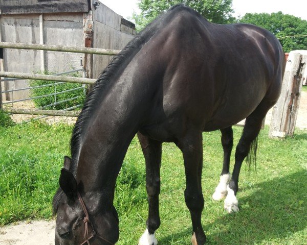 horse Pabaderro (Oldenburg, 1996, from Pilox)