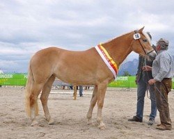 Zuchtstute Venezia (Haflinger,  , von Newlook)