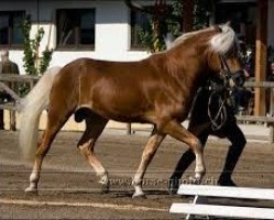 Deckhengst Mahatma (Haflinger, 1995, von 1262 Midas)