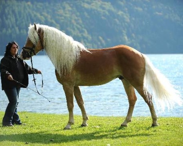 Deckhengst Newlook (Haflinger, 2002, von Nordtirol)