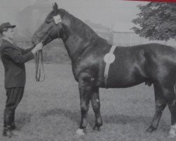 stallion Feingold Mo 1074 (Oldenburg, 1952, from Feiner Kerl 3968)