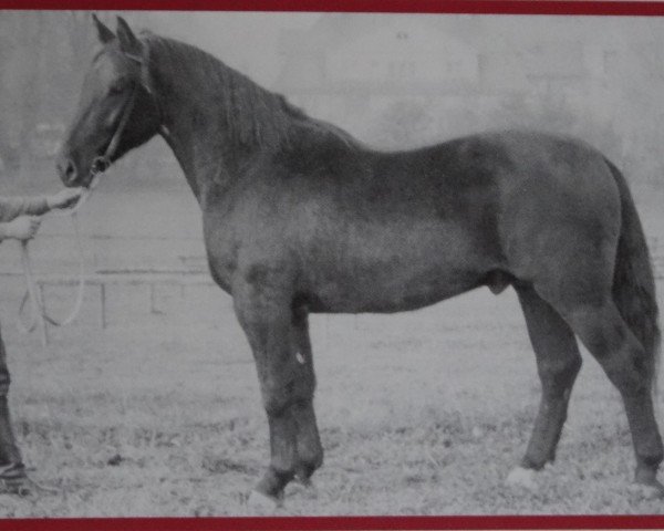 Deckhengst Einhart Mo 1065 (Schweres Warmblut, 1952, von Eichmann (Mo) 572)